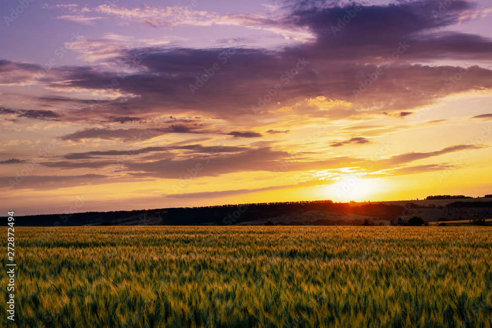 Beautiful sunset over a wheat field in the countryside