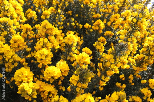 Yellow blooming Broom on the beach near Brodick, Isle of Arran, Sotland, United Kingdom