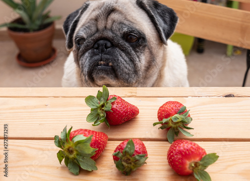 Old clear pug looks sad at the strawberries in front to him. Sitted in a chair in front to a wooden table. Outdoor in the morning