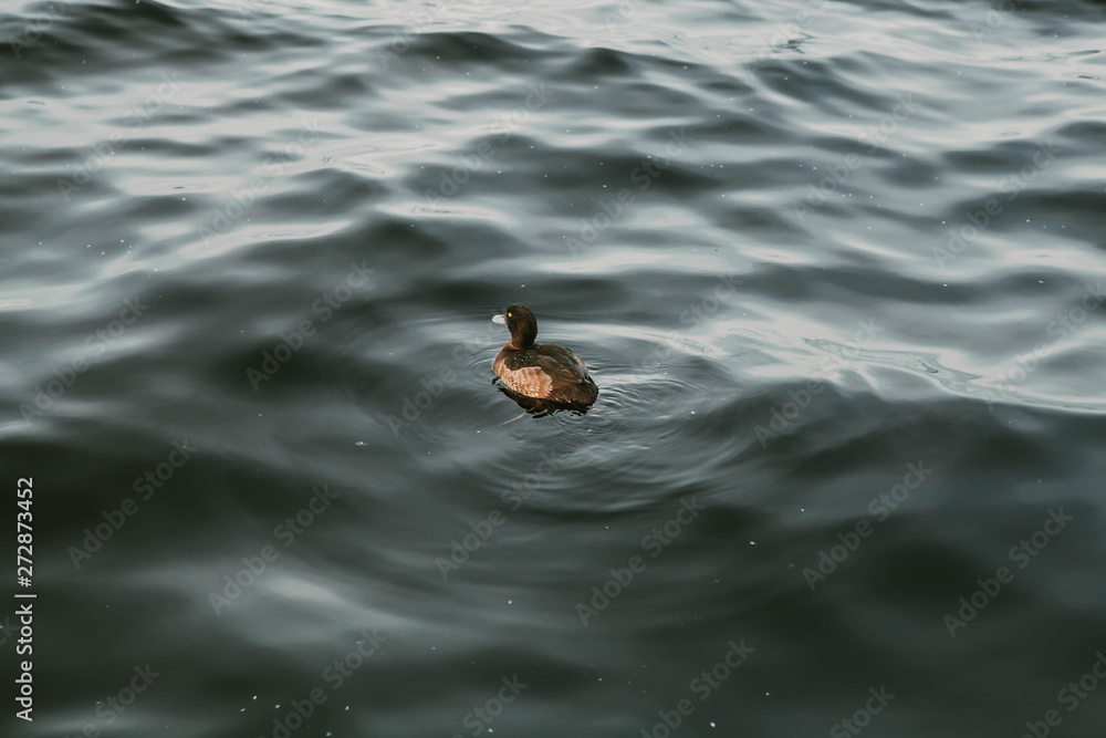 Common Pochard, Aythya Ferina, diving duck from Europe. Common Pochard, Aythya Ferina, diving duck from Europe.