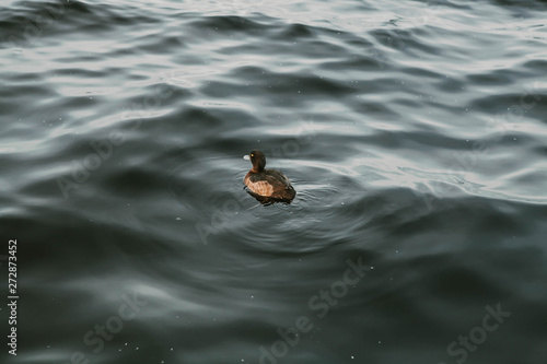 Common Pochard, Aythya Ferina, diving duck from Europe.