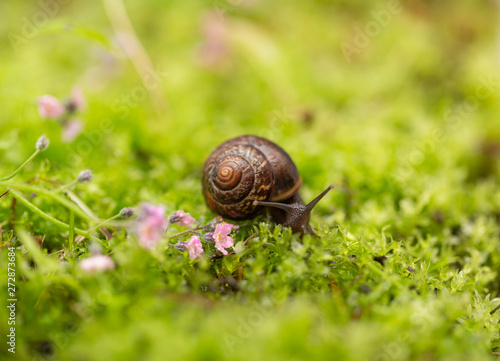 Snail crawling on the flower. Bright photo depicting a snail on a pink flower. Sunlight leaves glare on the petals. Selective focus.