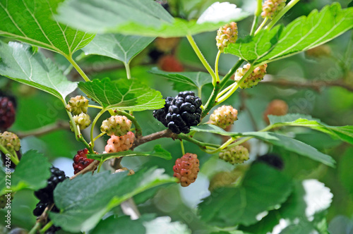 Ripe mulberry fruits on a tree against a background of green leaves