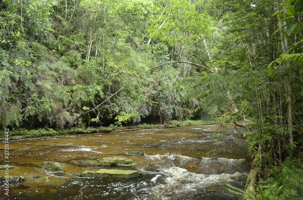 Fototapeta premium river in the forest