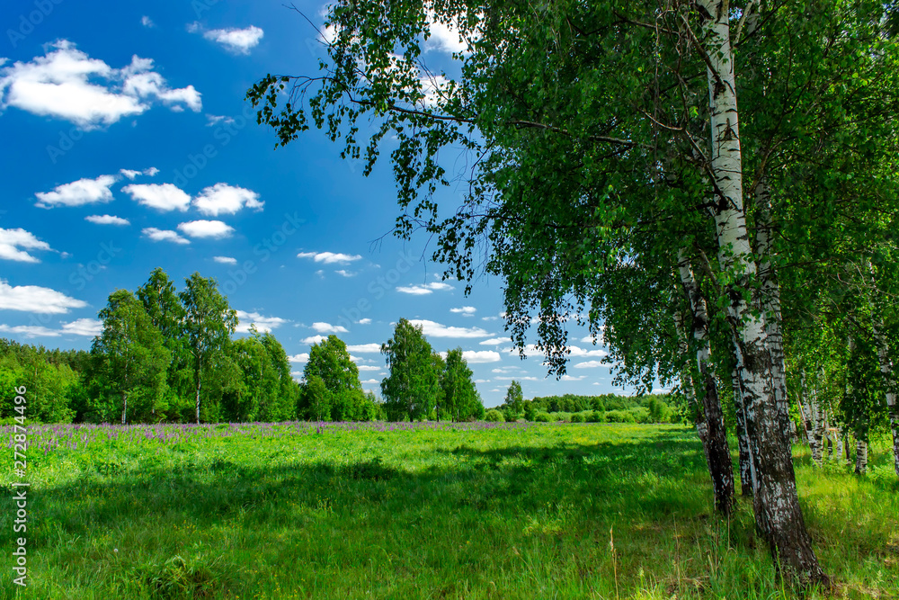 Obraz premium Beautiful birch grove in summer sunny day. Village landscape.
