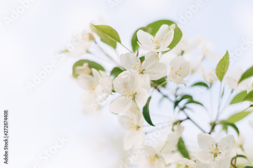 A blooming apple tree with beautiful delicate white flowers against a bright sky.