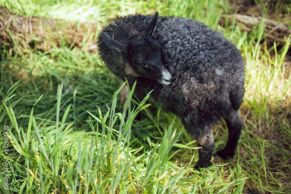 Young black lamb in the grass outside Young black lamb in the grass outside