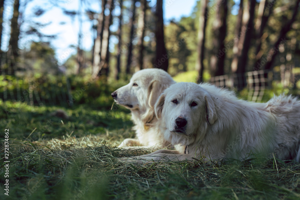 Great Pyrenees sheepdogs rest in a forest with their sheep flock