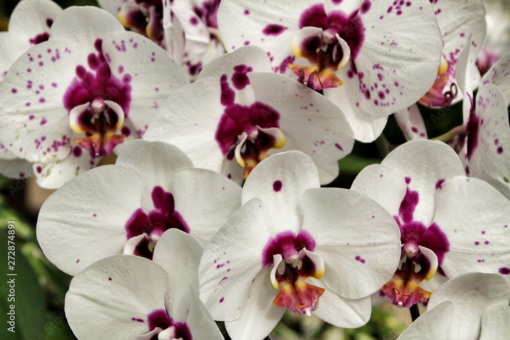 Phalenopsis Orchid plants in the garden in Spring Phalenopsis Orchid plants in the garden in Spring
