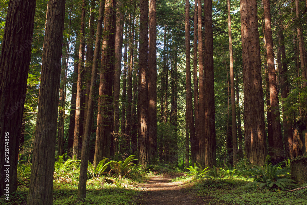 Fog and light rays in the redwood forests of Northern California