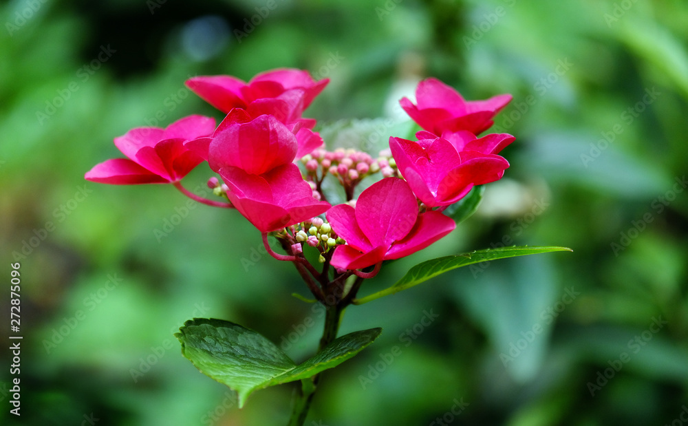 Pink hydrangea in the garden Pink hydrangea in the garden