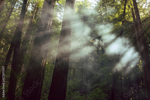 Fog and light rays in the redwood forests of Northern California photo