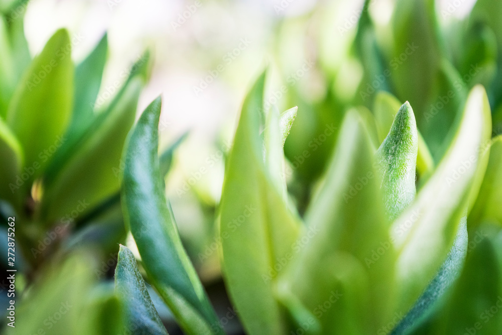 Fototapeta premium Green leaves macro photo. Natural close up photo.