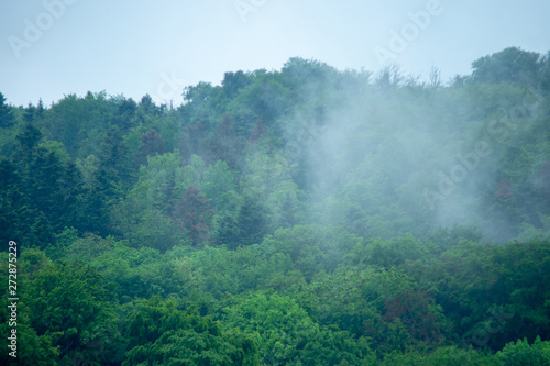 Wald Nebel Moody