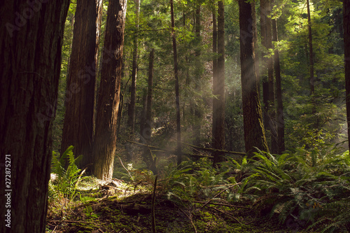 Fog and light rays in the redwood forests of Northern California © Jeremy Francis