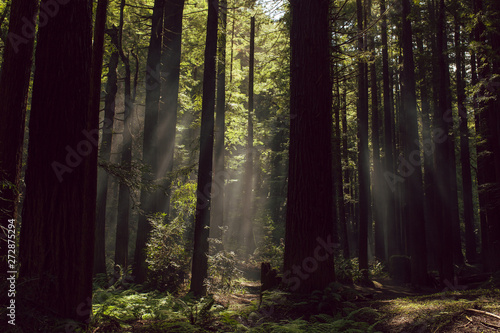 Fototapeta Naklejka Na Ścianę i Meble -  Fog and light rays in the redwood forests of Northern California