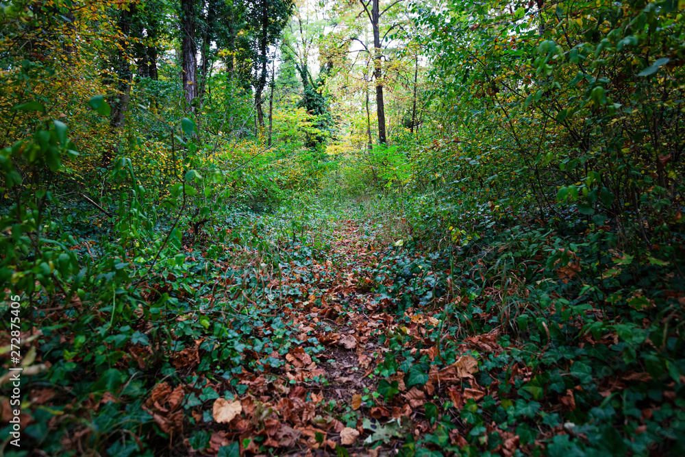 green forest in summer time green forest in summer time