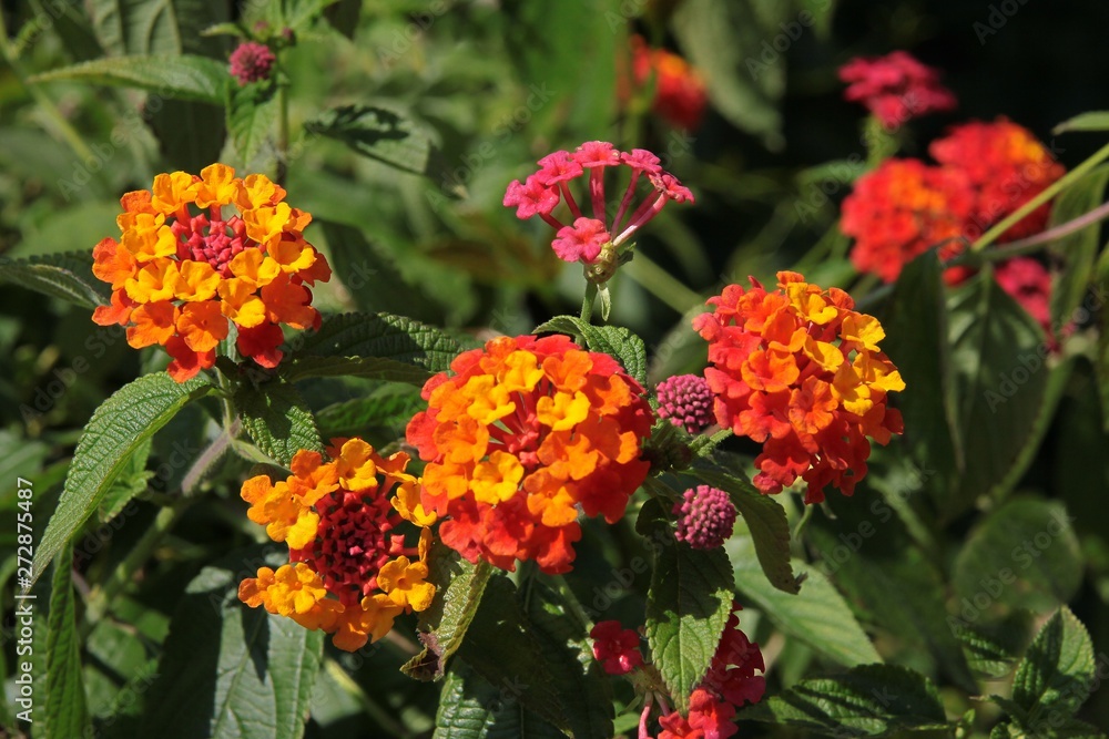 yellow,orange and red flowers of Lantana camara plant yellow,orange and red flowers of Lantana camara plant