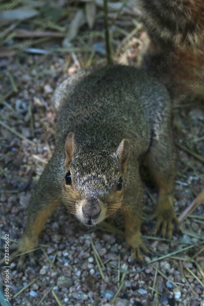 Portrait of a curious grey squirrel approaching and looking at the camera Portrait of a curious grey squirrel approaching and looking at the camera
