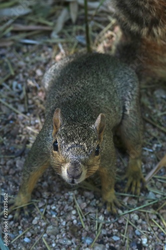 Wallpaper Mural Portrait of a curious grey squirrel approaching and looking at the camera Torontodigital.ca