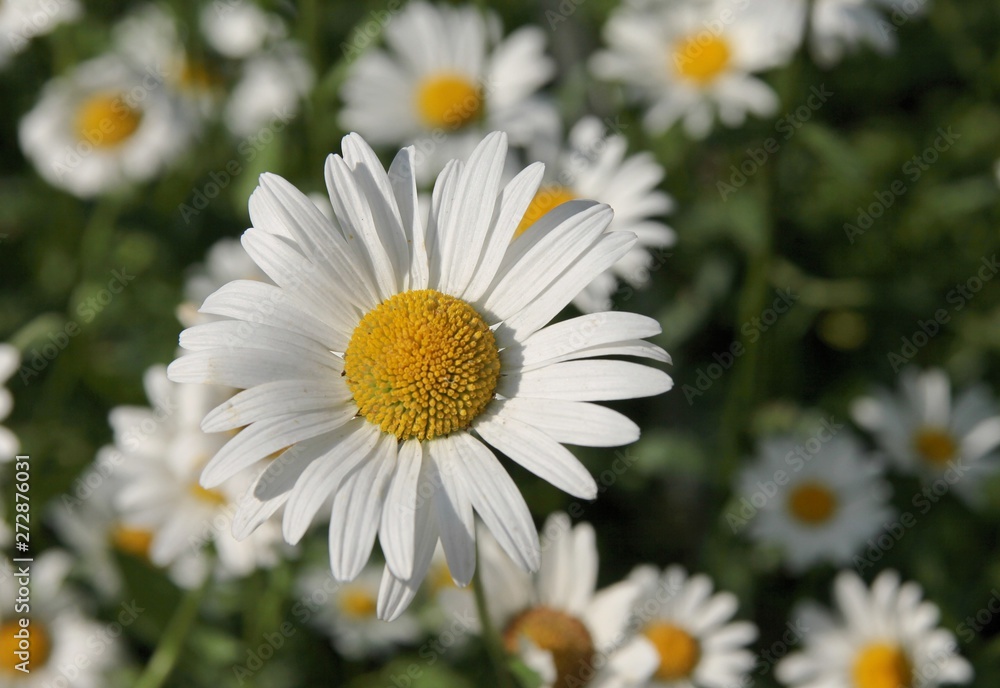 Obraz premium chrysanthemum leucanthemum blossoming on meadow