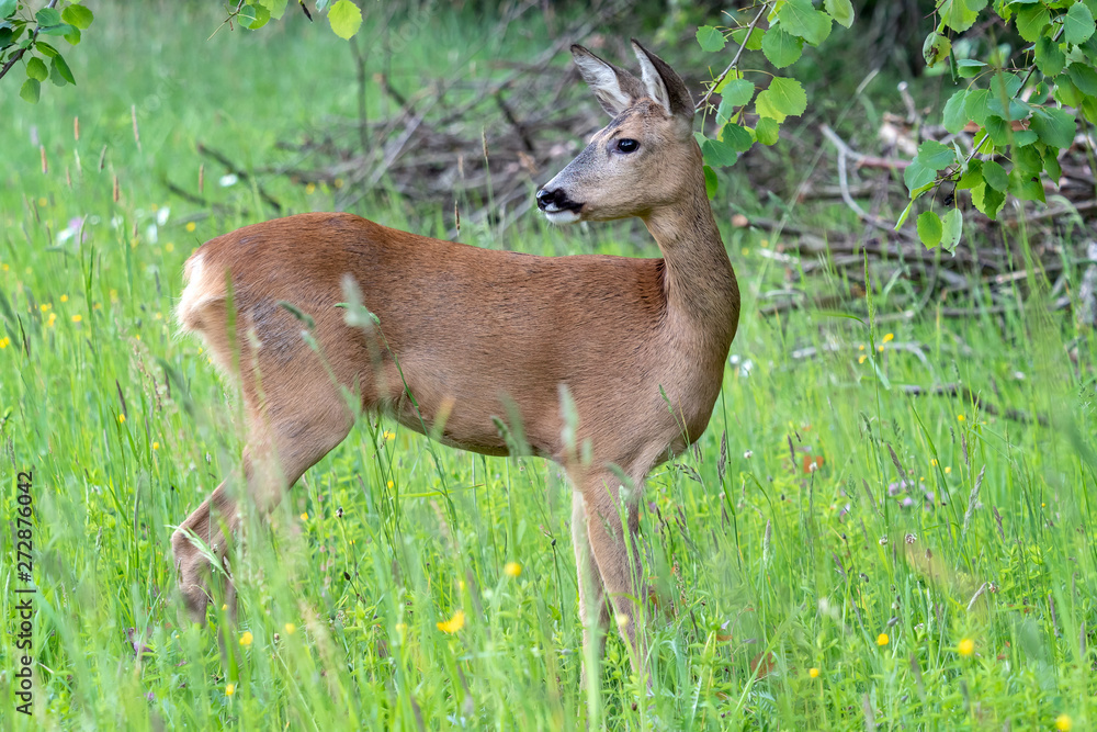 Roe deer in forest, Capreolus capreolus. Wild roe deer in nature. Roe deer in forest, Capreolus capreolus. Wild roe deer in nature.