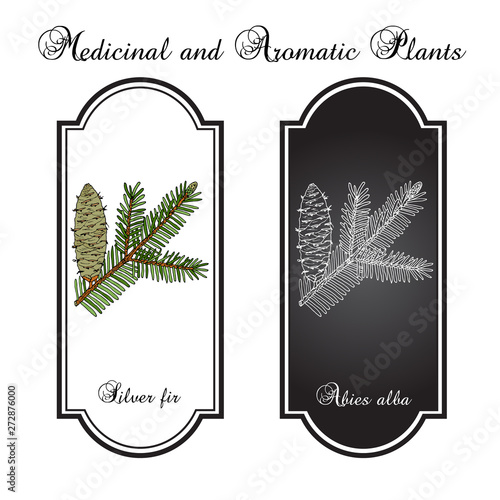European silver fir abies alba , medicinal plant