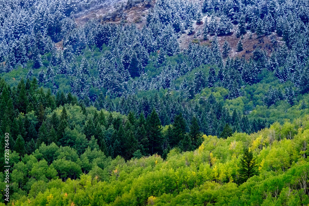 Forest of Trees During Fall and Winter