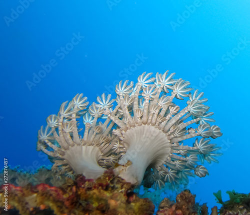 Underwater world in deep water in coral reef and plants nature flora in blue world marine wildlife, travel nature beauty exploration in diving trip, recreation ocean sea dive. Fish, corals,creatures