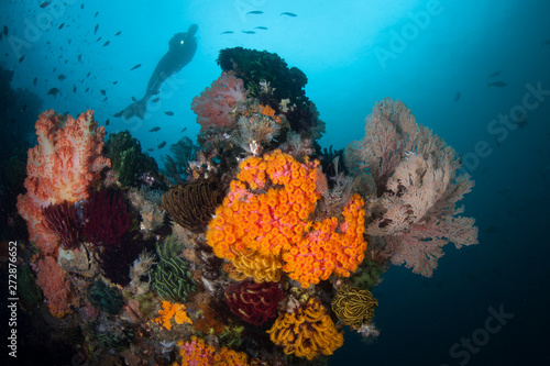 A diver explores a vibrant coral reef in Komodo National Park, Indonesia. This region harbors extraordinary marine biodiversity and is a popular destination for divers and snorkelers.