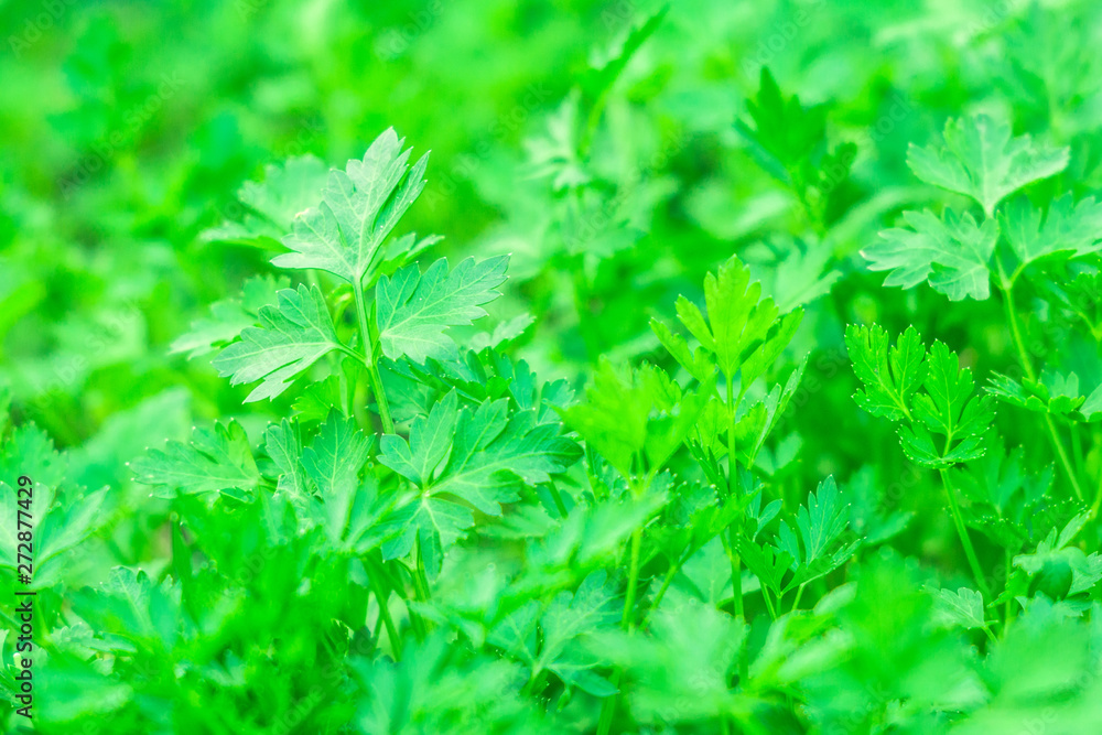 parsley fresh greens spice background texture parsley fresh greens spice background texture