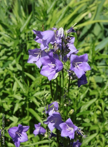 lila flowers of CampaNULA PLANT IN A GARDEN