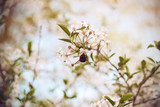 Bumblebee flew up to the white cherry blossoms, blooming in spring, and pollinates them .