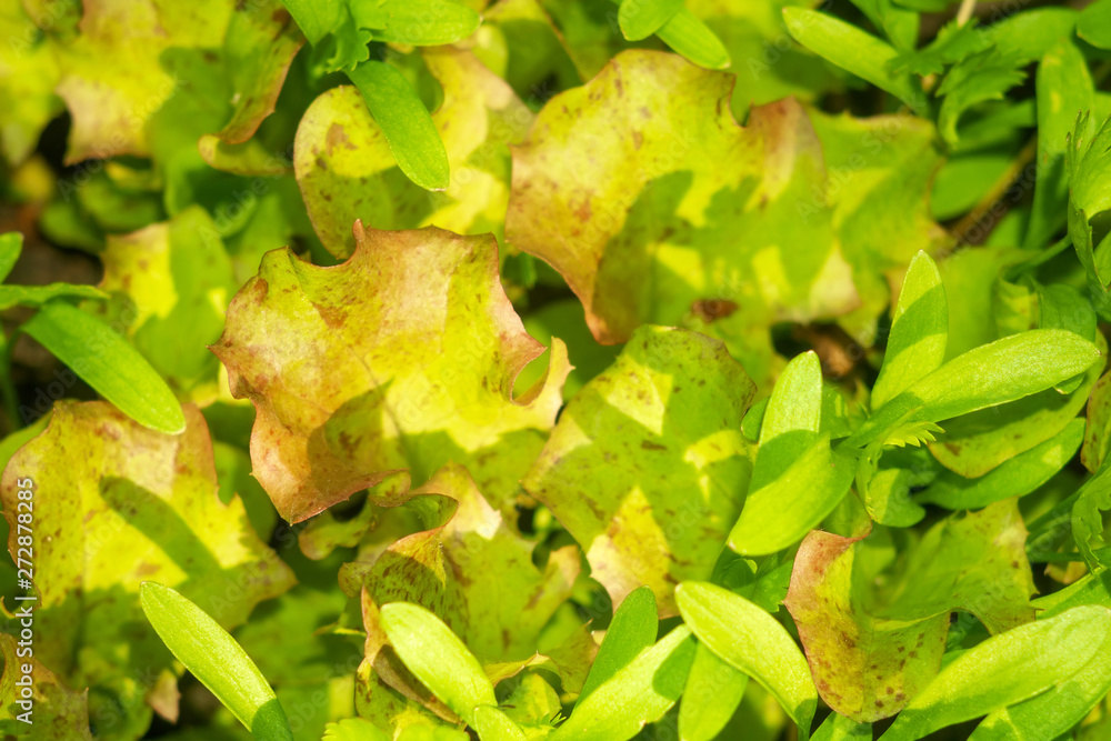 fresh salad lettuce texture background fresh salad lettuce texture background