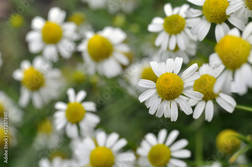 close-up of blooming camomile  Matricaria chamomilla 