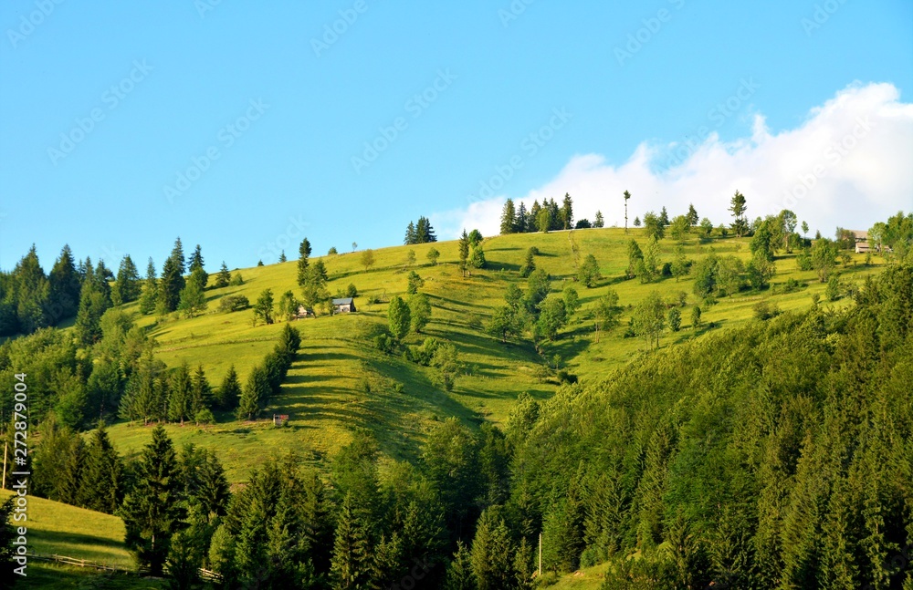 an Alpine pasture with trees