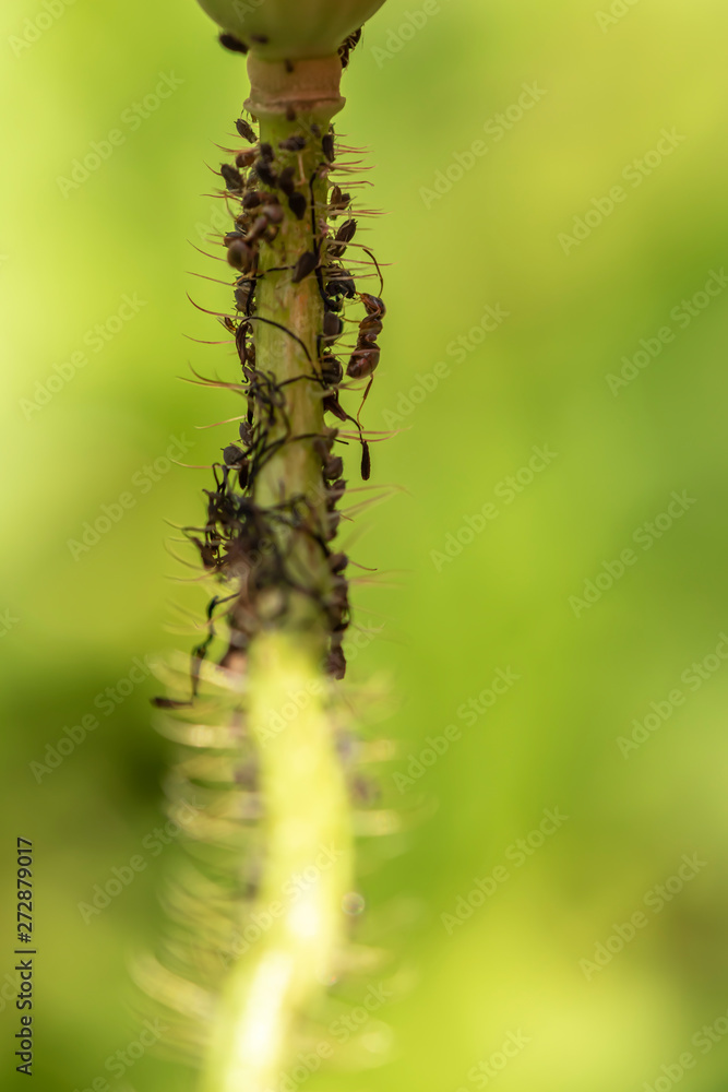 Photo of a plant stalk infected by aphids (Aphidoidea). Between the aphids an ant (Formicidae) can be seen.