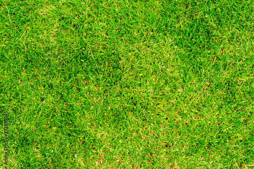 texture background of green lawn grass
