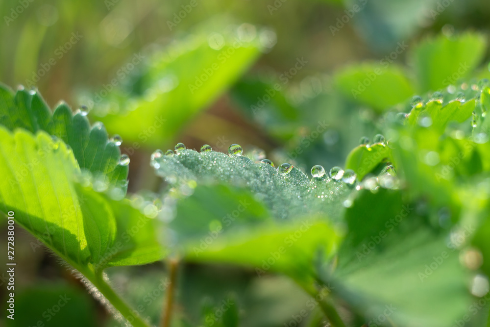 morning dew drops on a strawberry leaf close-up morning dew drops on a strawberry leaf close-up