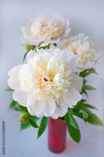 Peony flower. Close-up. Floral background for postcard  lettering  painting  wedding card  banner  flower shop