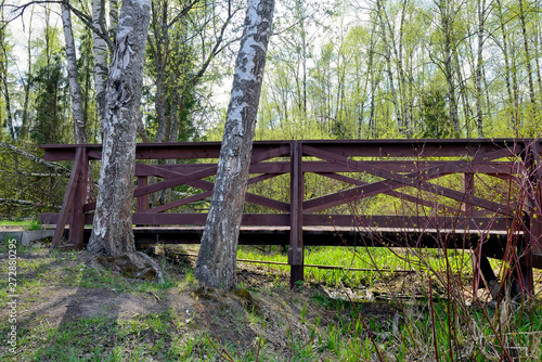 The wooden bridge in the birch forest.