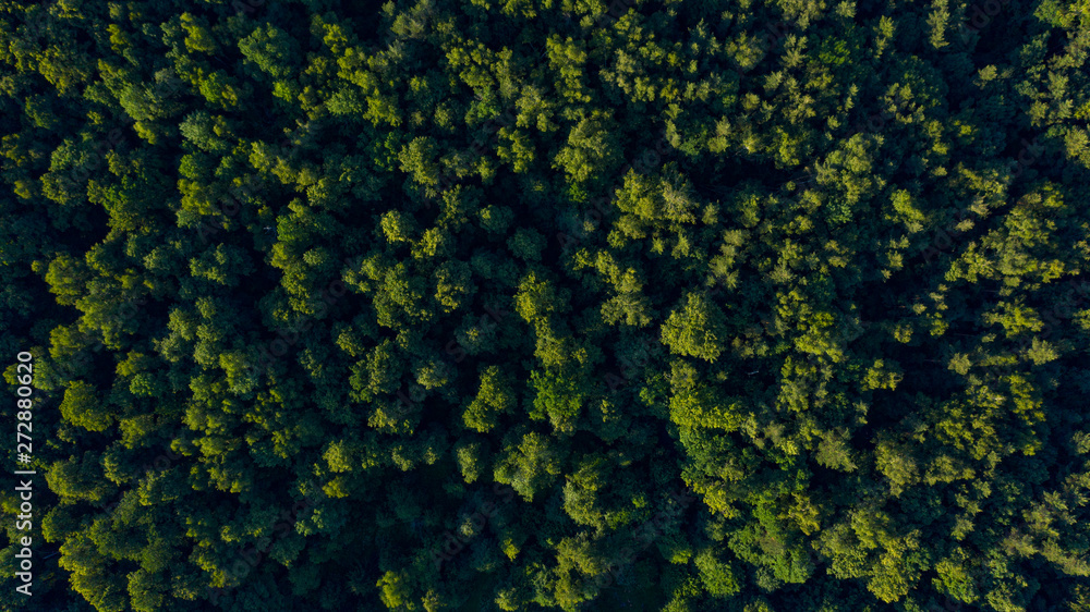 green trees on sunset, overhead view green trees on sunset, overhead view