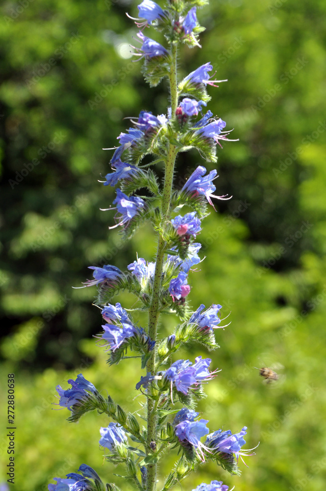 In the field among the herbs bloom Echium In the field among the herbs bloom Echium