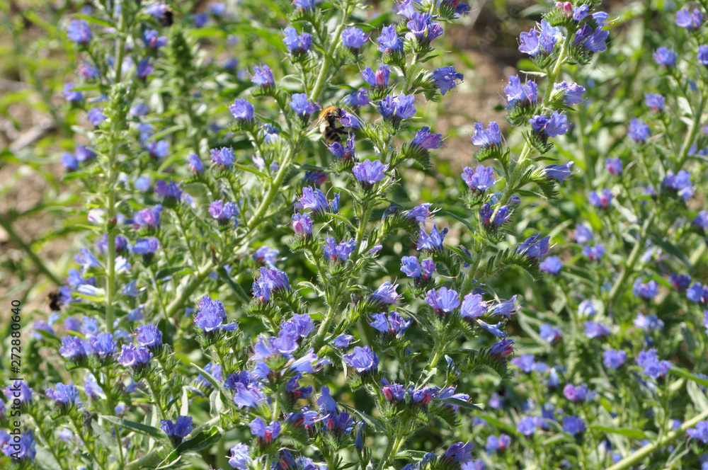 In the field among the herbs bloom Echium