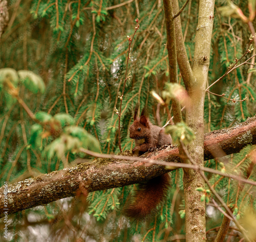 freilebendes eichhörnchen im wald - nature freilebendes eichhörnchen im wald - nature