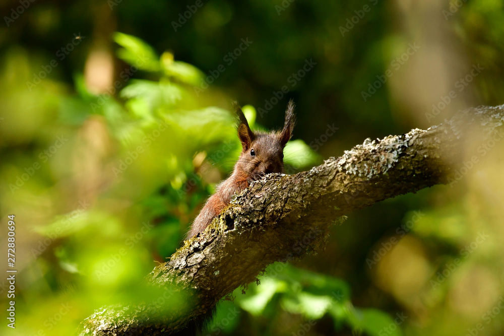 freilebendes Baby Eichhörnchen im Wald 