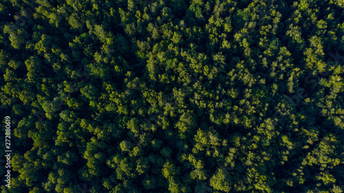green forest on sunset overhead view
