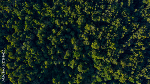 green trees on sunset, overhead view