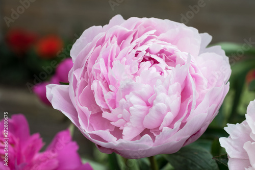 Fototapeta Naklejka Na Ścianę i Meble -  Large rose colored, fragrant peony (paeony) flower in an urban garden
