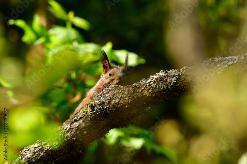 freilebendes Baby Eichhörnchen im Wald 